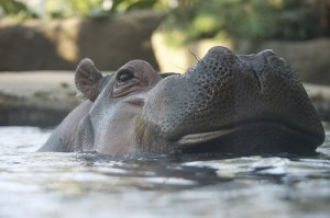 hippo